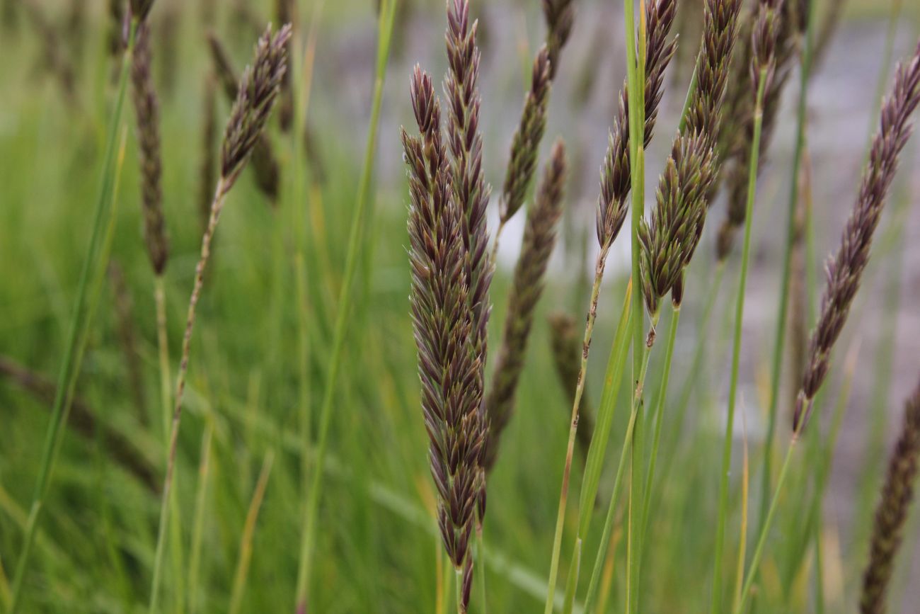 Image of Leymus dasystachys specimen.