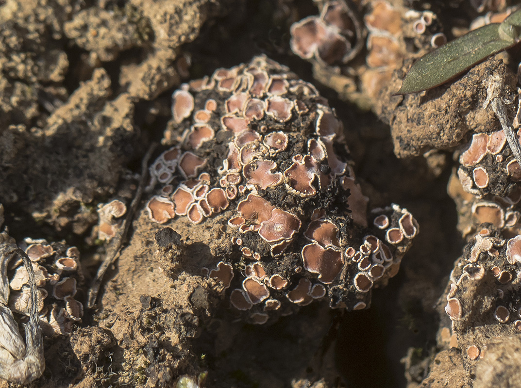 Image of Psora decipiens specimen.