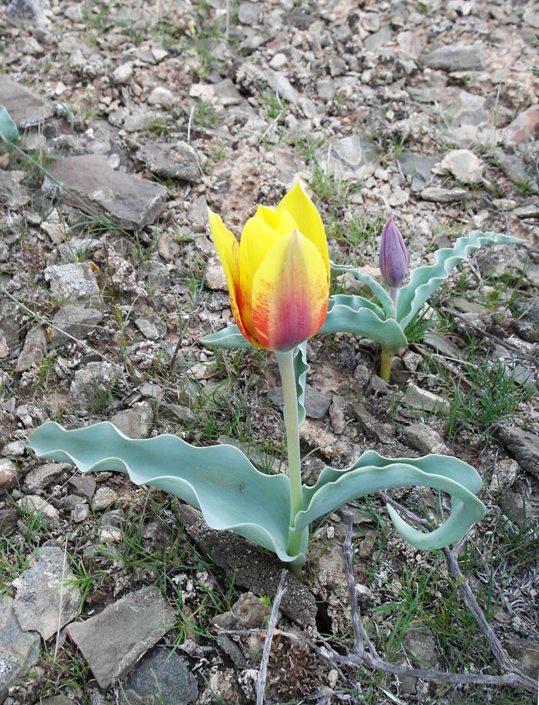 Image of Tulipa alberti specimen.