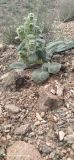 Phlomoides codonantha