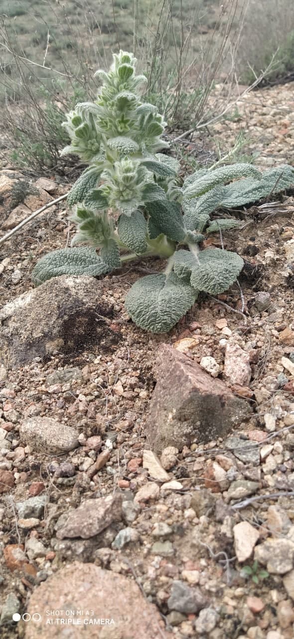 Image of Phlomoides codonantha specimen.