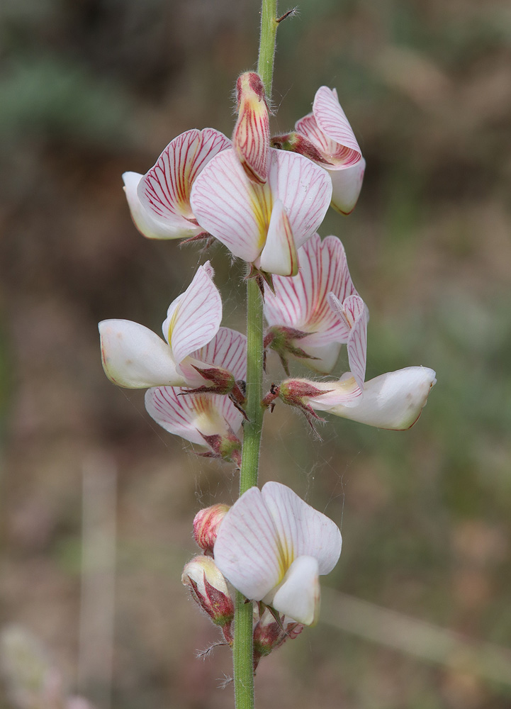 Изображение особи Onobrychis majorovii.