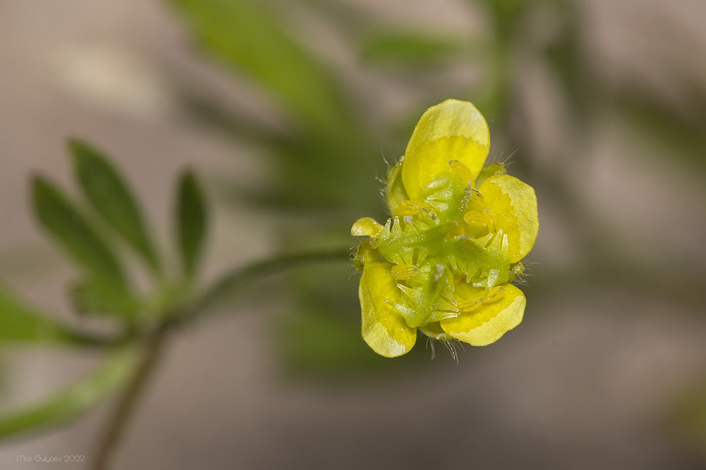 Изображение особи Ranunculus arvensis.