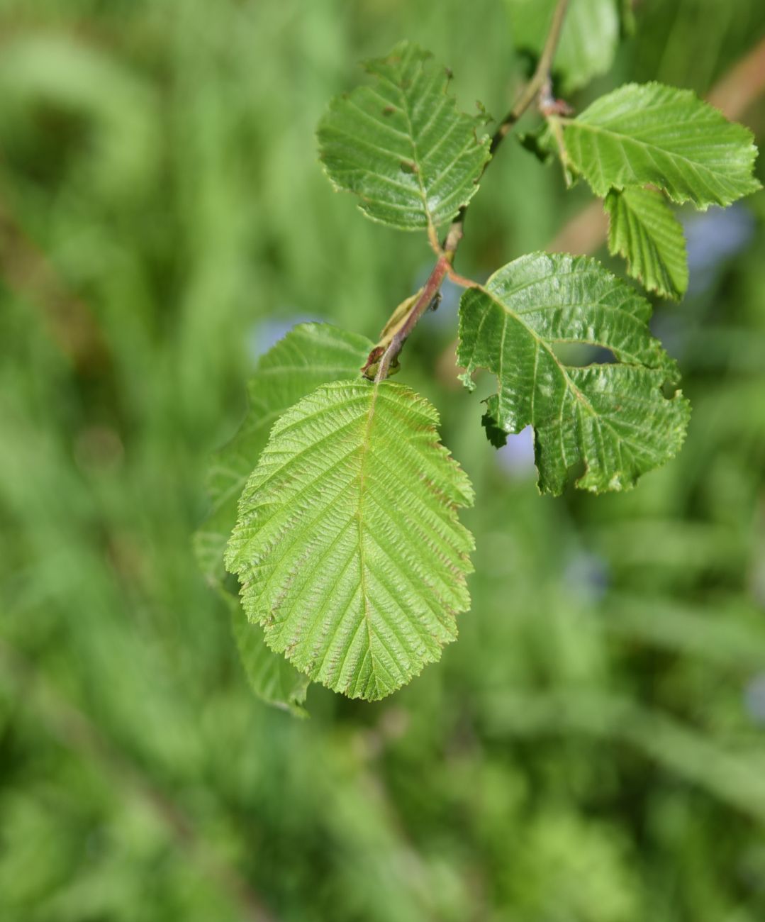 Image of Alnus incana specimen.