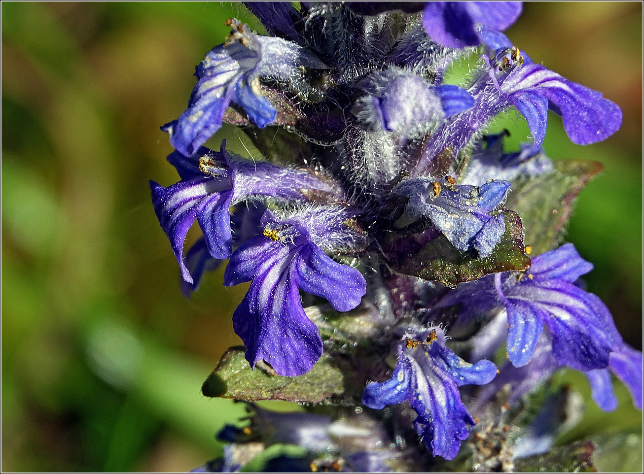 Image of Ajuga reptans specimen.