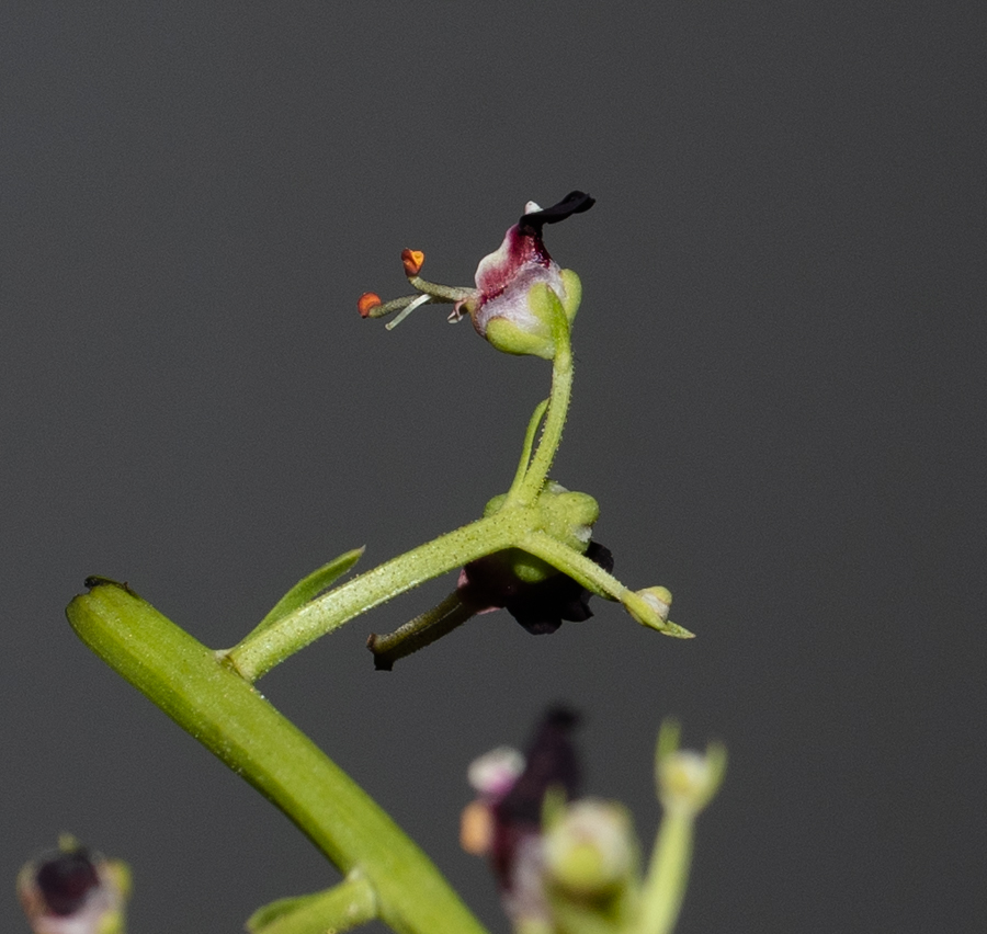 Image of Scrophularia xanthoglossa specimen.