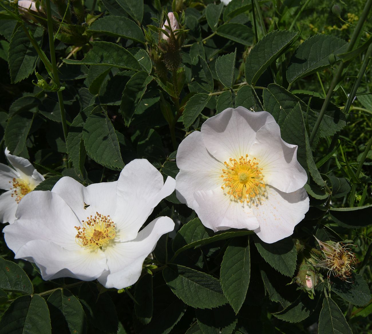 Image of genus Rosa specimen.