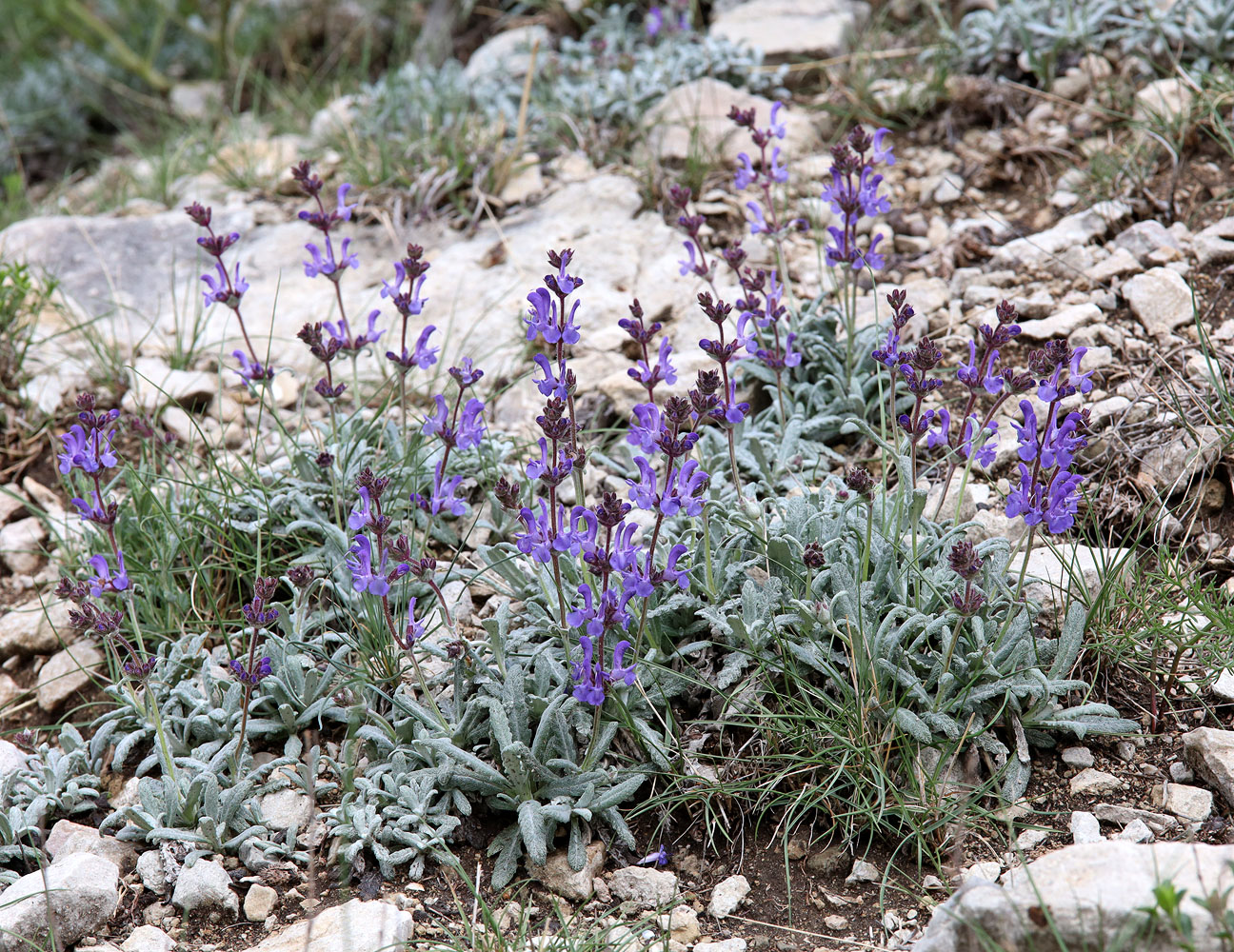 Image of Salvia canescens var. daghestanica specimen.