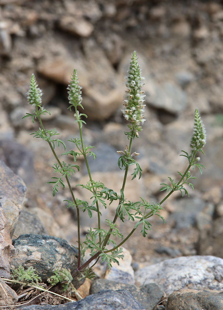 Image of Schizonepeta annua specimen.