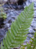 Dryopteris filix-mas. Верхняя часть вайи. Узбекистан, Ташкентская обл., Пскемский хр., ущелье Бадаксай, около 1430 м н.у.м., берег горной речки. 20.07.2022.