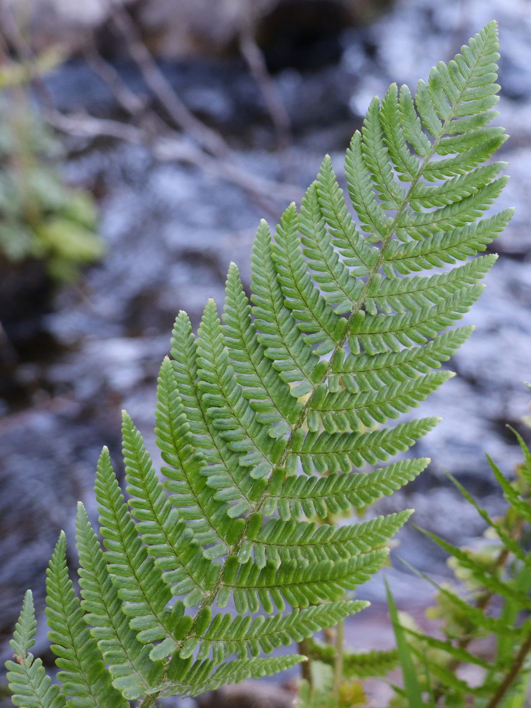 Image of Dryopteris filix-mas specimen.