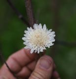 семейство Dipsacaceae. Соцветие. Республика Ингушетия, Джейрахский р-н, нижнее течение р. Гулойхи, высота 1160 м н.у.м., полянка среди ив. 20 июня 2022 г.