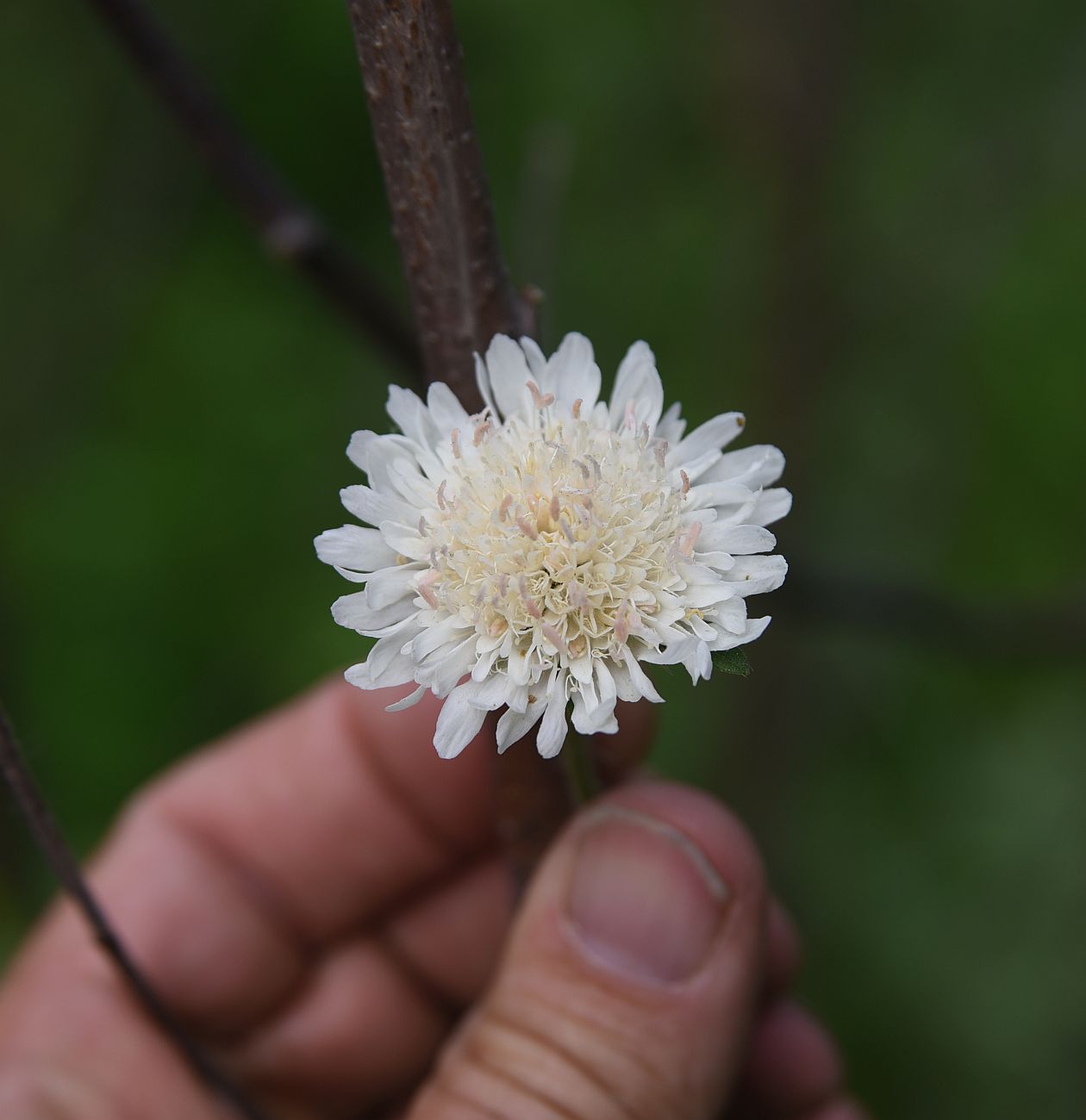 Изображение особи семейство Dipsacaceae.