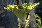 genus Platycerium. Вегетирующее растение. Папуа Новая Гвинея, регион Момасе, провинция Маданг, окр. г. Маданг. 25.08.2009.