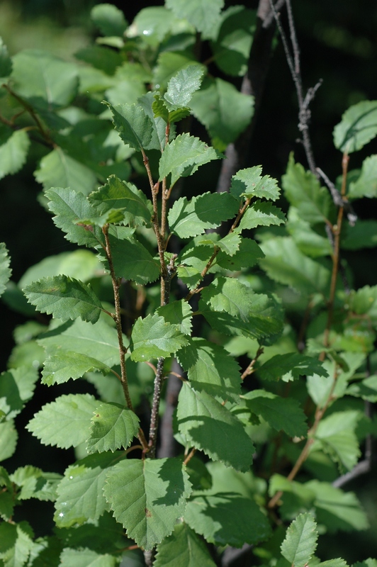 Изображение особи Betula humilis.