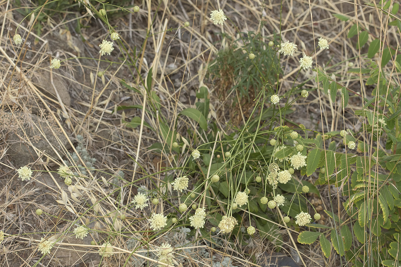 Изображение особи Cephalaria coriacea.