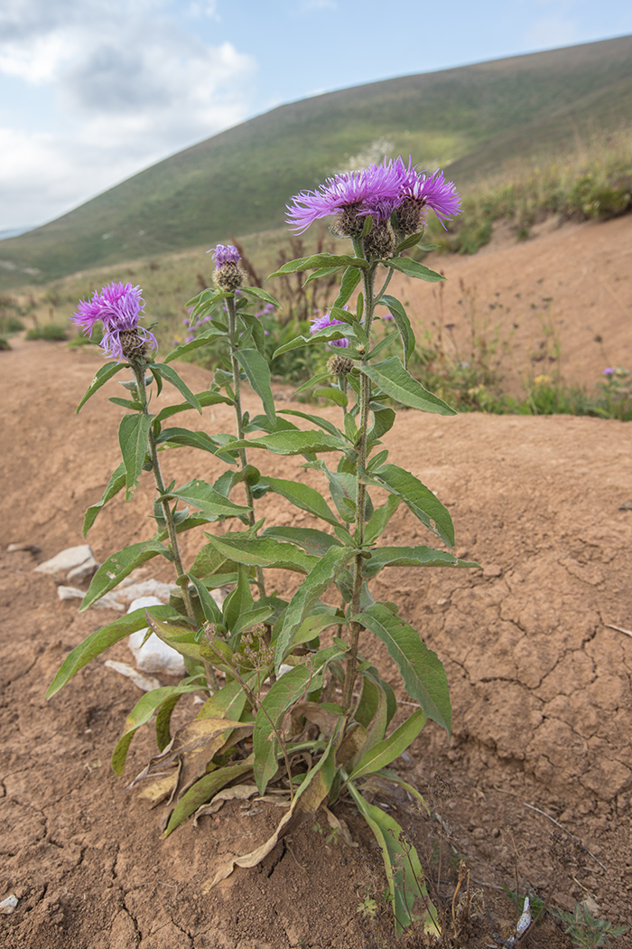 Image of Centaurea alutacea specimen.