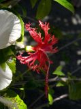 Hibiscus schizopetalus. Цветок. Таиланд, о-в Пхукет, в озеленении. 27.02.2018.