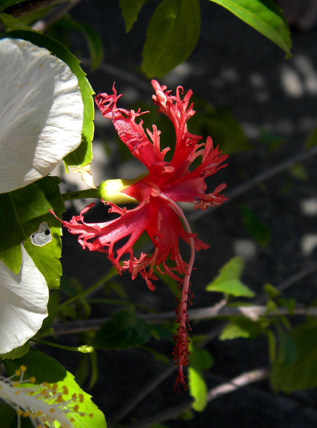 Image of Hibiscus schizopetalus specimen.