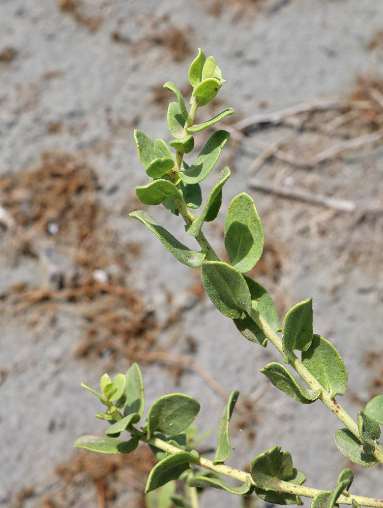 Изображение особи Karelinia caspia.