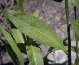 Erysimum hieraciifolium. Лист. Пермский край, Кунгурский р-н, правый берег р. Сылва, ур. Камень Ермак, берёзово-сосновый лес, опушка. 04.06.2022.