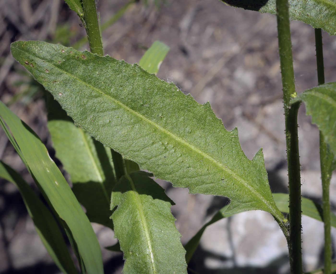 Image of Erysimum hieraciifolium specimen.