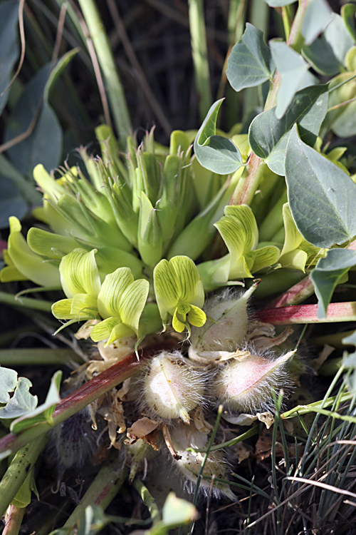 Изображение особи Astragalus subbarbellatus.