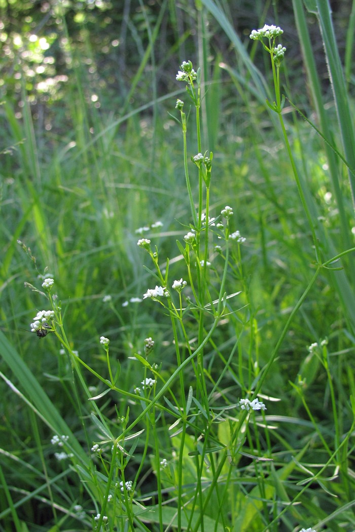 Image of Galium debile specimen.