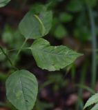 Circaea lutetiana