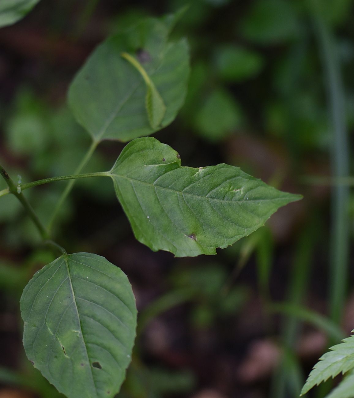 Изображение особи Circaea lutetiana.