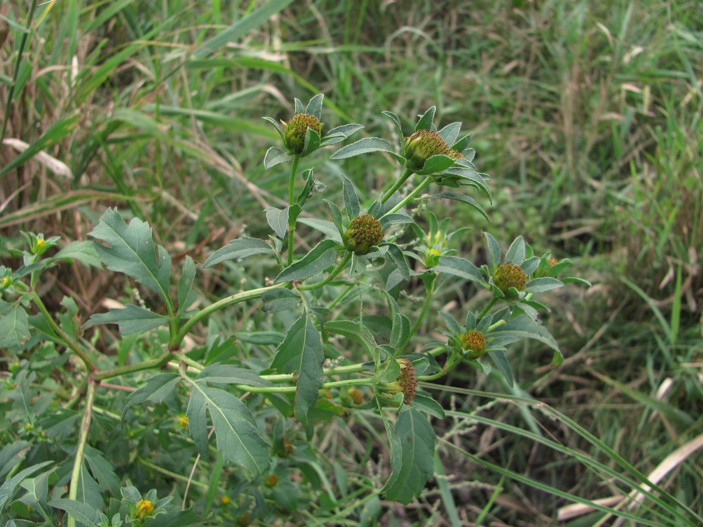 Изображение особи Bidens tripartita.