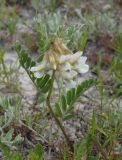 Vicia pannonica