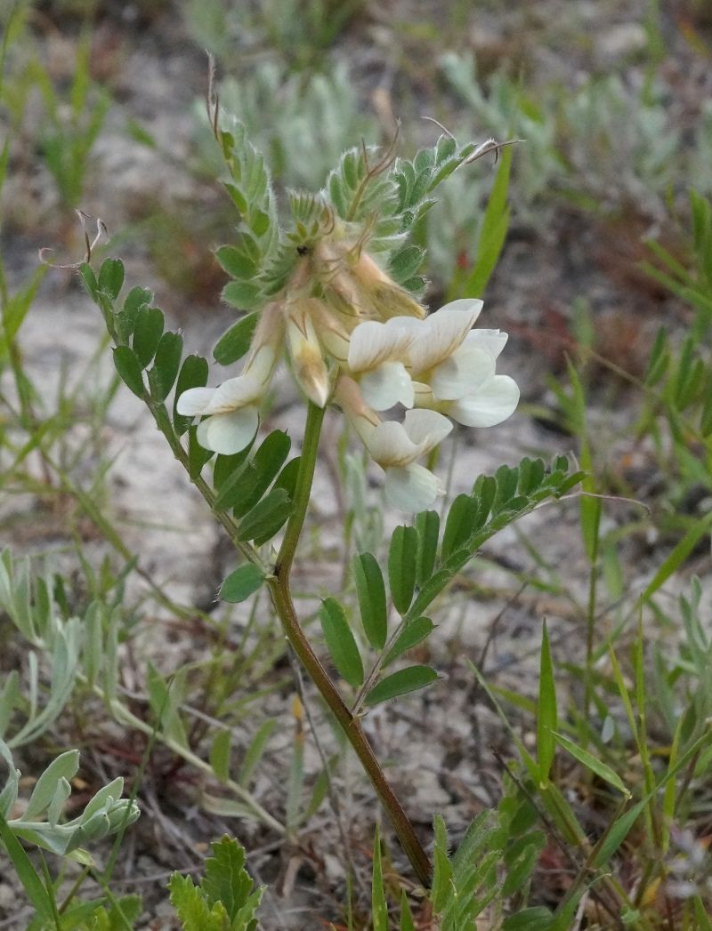 Изображение особи Vicia pannonica.