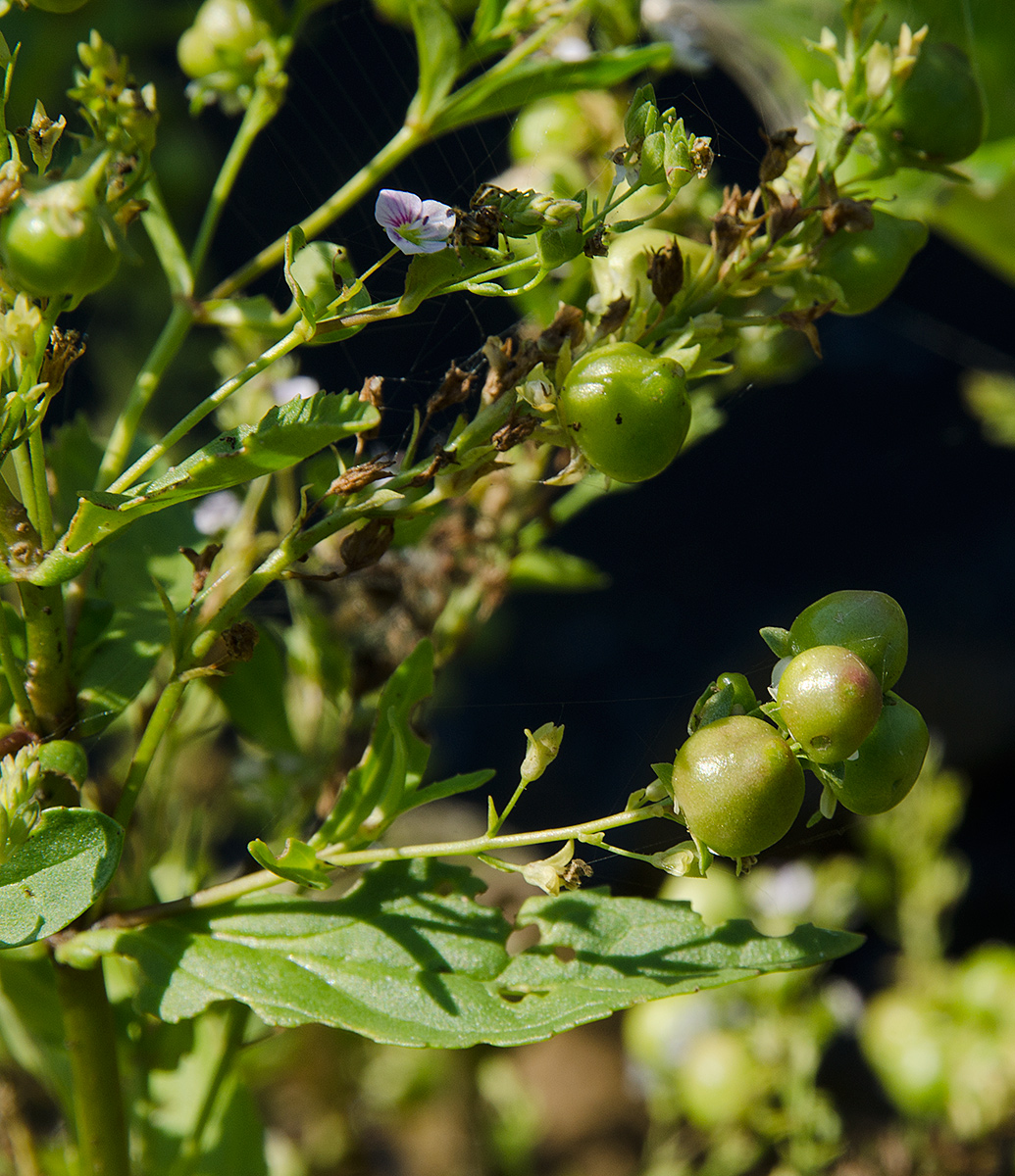 Image of Veronica anagallis-aquatica specimen.