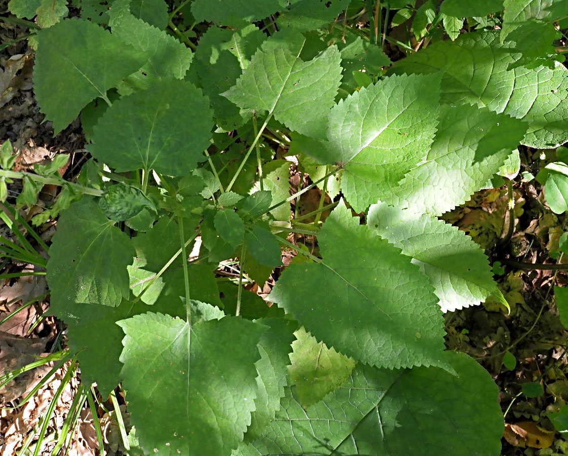 Image of Salvia glutinosa specimen.