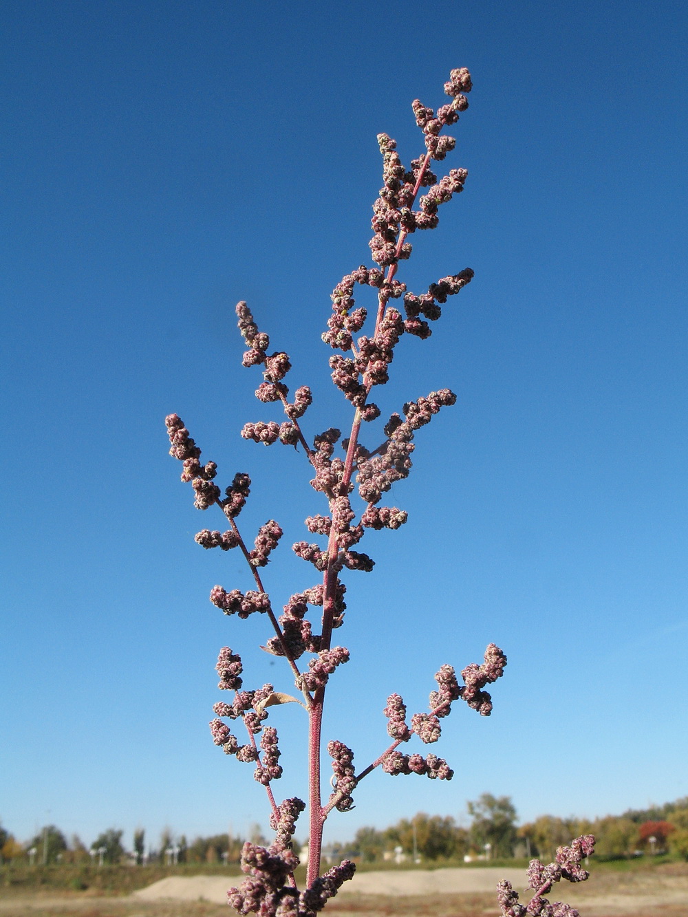 Image of Chenopodium album specimen.