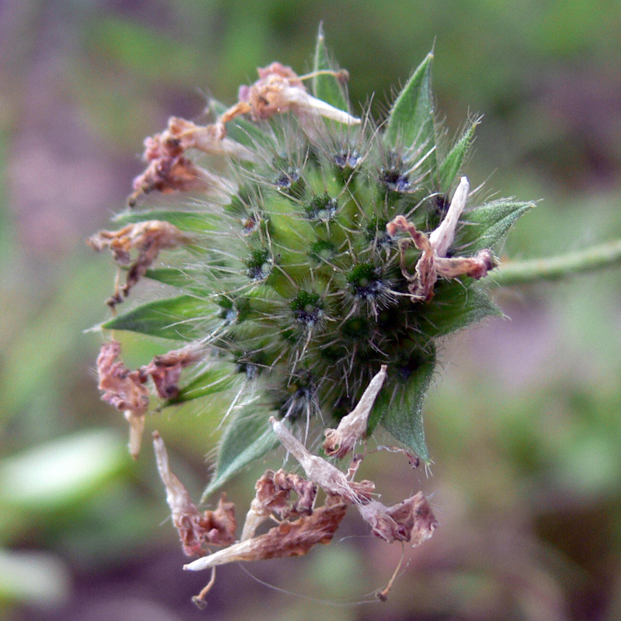 Image of Knautia arvensis specimen.