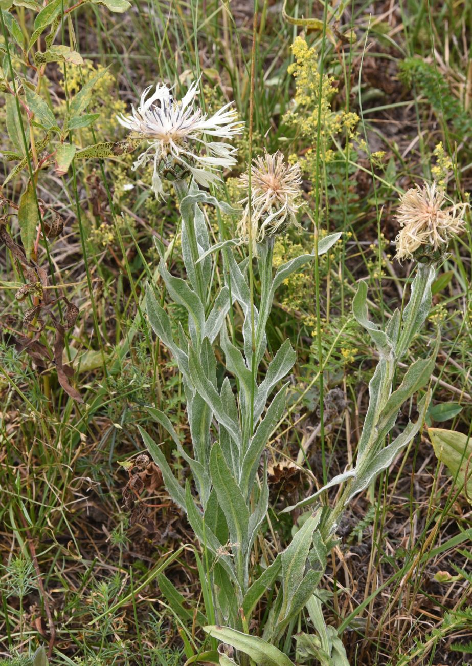 Изображение особи Centaurea cheiranthifolia.