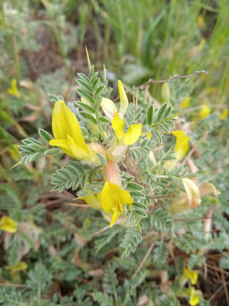 Изображение особи Astragalus lasiosemius.