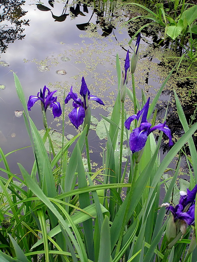 Изображение особи Iris laevigata.