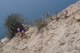 Astragalus subuliformis