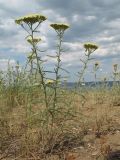 Achillea micrantha. Цветущее растение. Казахстан, Восточно-Казахстанская обл., Самарский р-н, окр. Казнаковской переправы; Зайсанская котловина, Кулуджунские пески, у обочины просёлочной дорожки. 22 июня 2023 г.