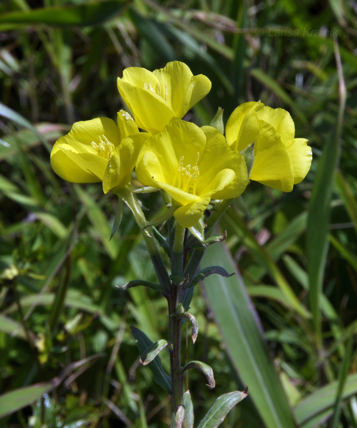 Изображение особи род Oenothera.