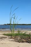 Typha angustifolia. Вегетирующее растение в сообществе с Agrostis stolonifera (на заднем плане). Ленинградская обл., Ломоносовский р-н, окр. дер. Шепелёво, Батарейная бухта, песчаный пляж, устье пересохшего ручейка. 16.07.2023.