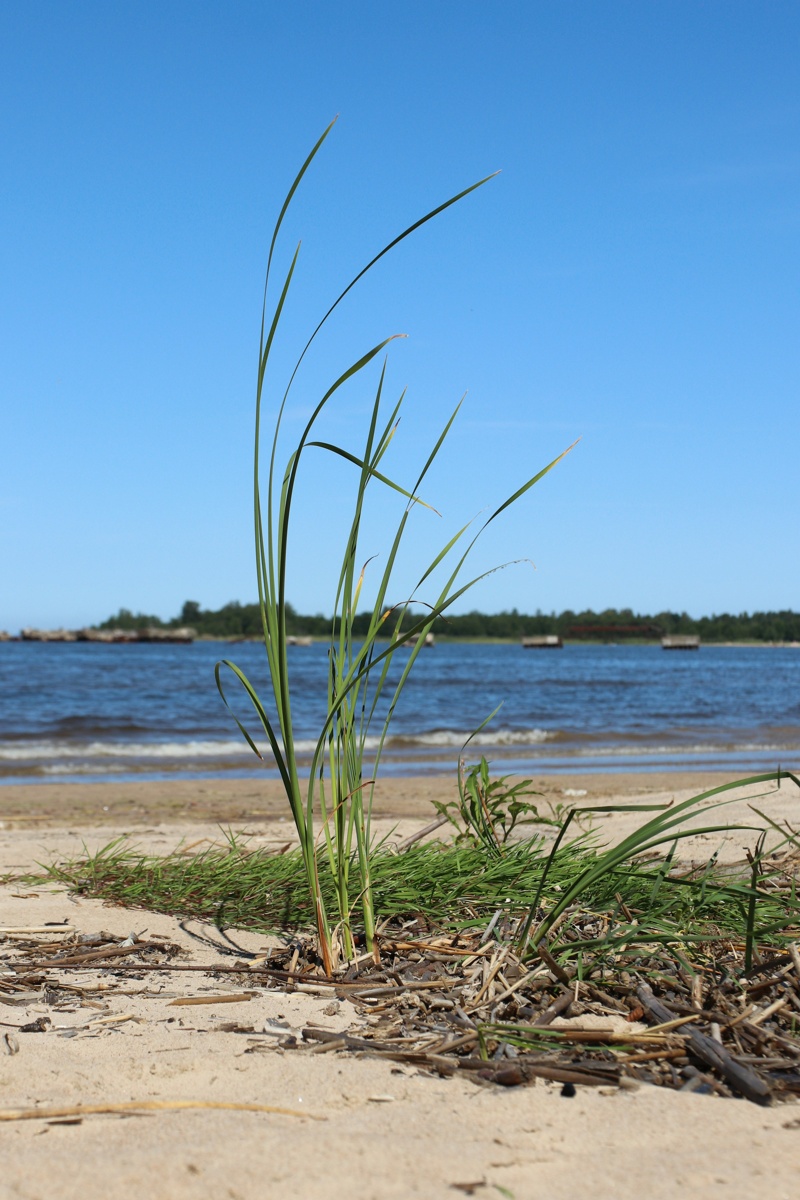 Изображение особи Typha angustifolia.