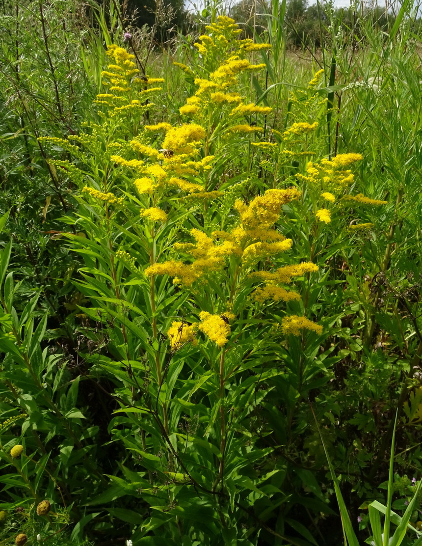 Image of Solidago canadensis specimen.
