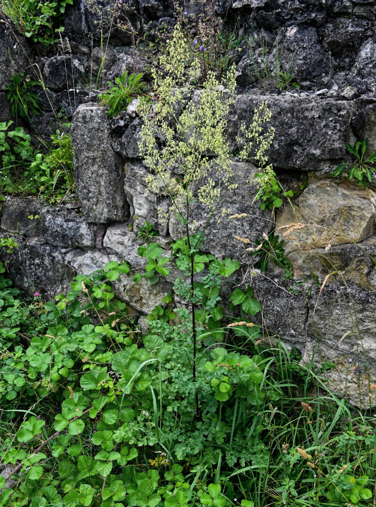 Image of Thalictrum minus specimen.