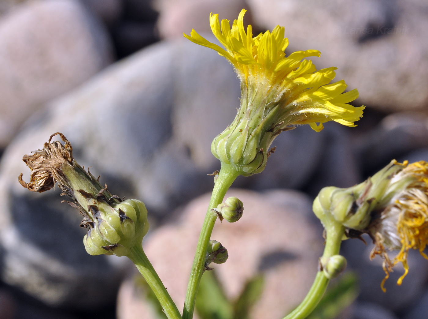 Изображение особи Sonchus arvensis.