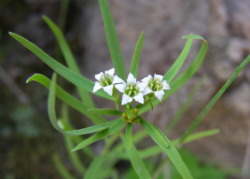 Изображение особи Thesium alatavicum.