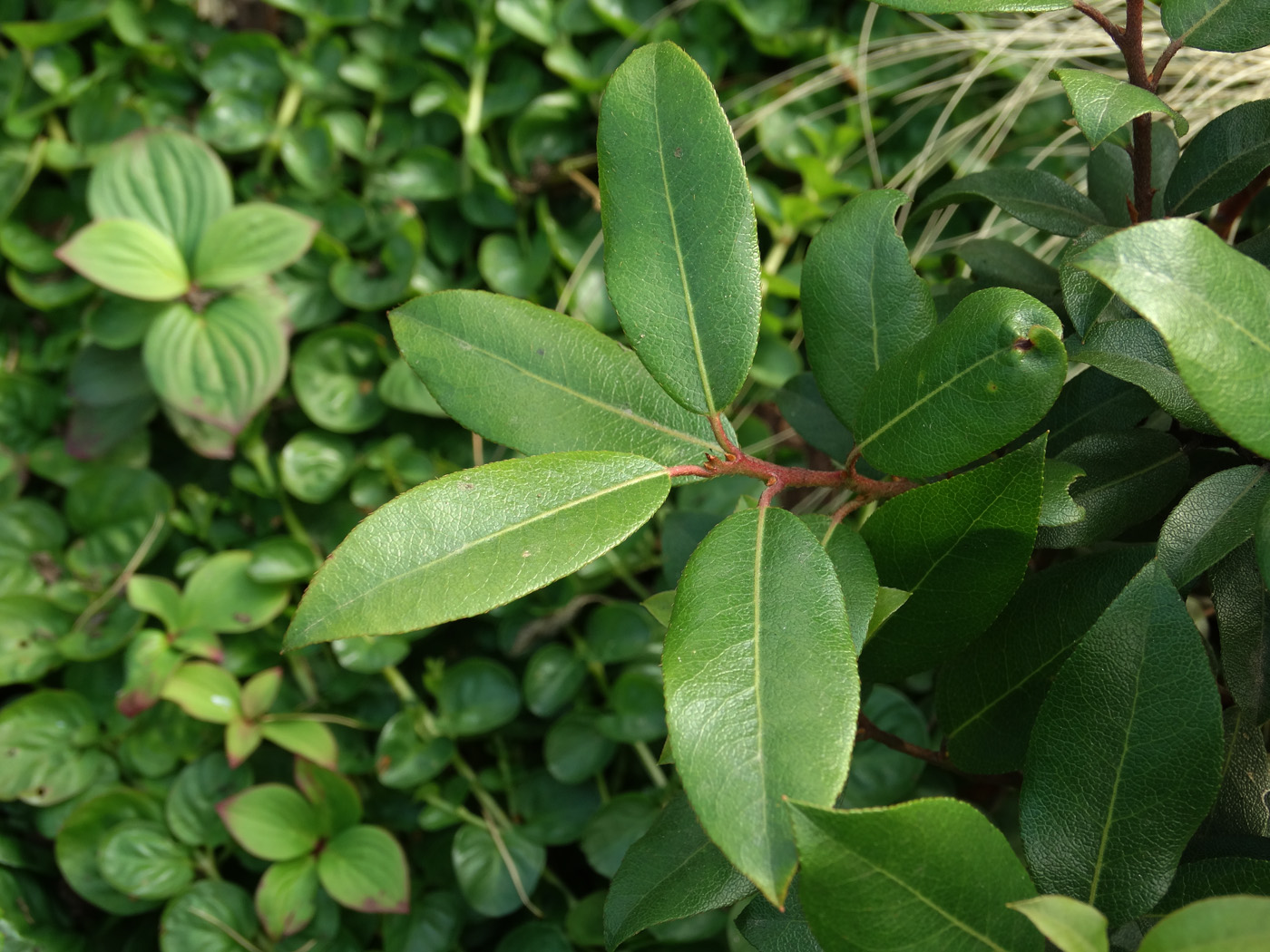 Image of Pieris floribunda specimen.